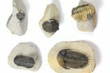 Lot: Assorted Devonian Trilobites - Pieces #119925-1